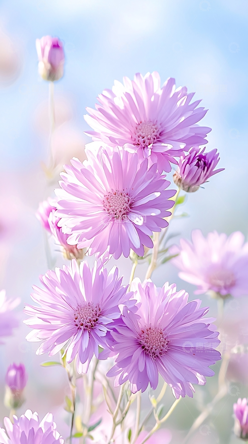 高清大图下载【趣麦麦图】紫色雏菊自然风光背景