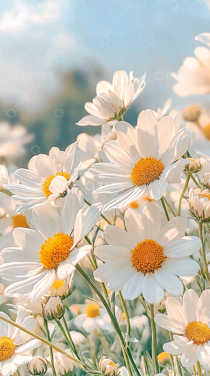 高清大图下载【趣麦麦图】夏日阳光下的雏菊