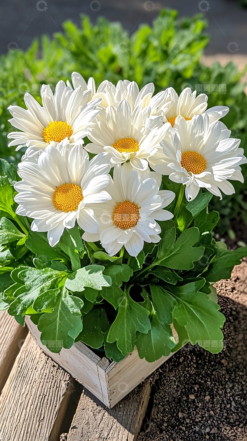 高清大图下载【趣麦麦图】白色雏菊盆栽植物