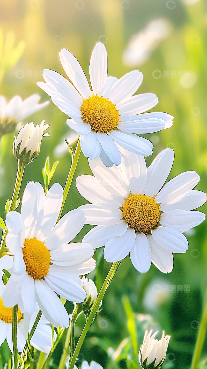 高清大图下载【趣麦麦图】夏日阳光下的雏菊