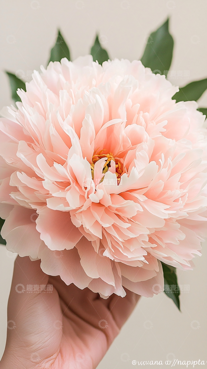 高清大图下载【趣麦麦图】粉色牡丹花手捧特写