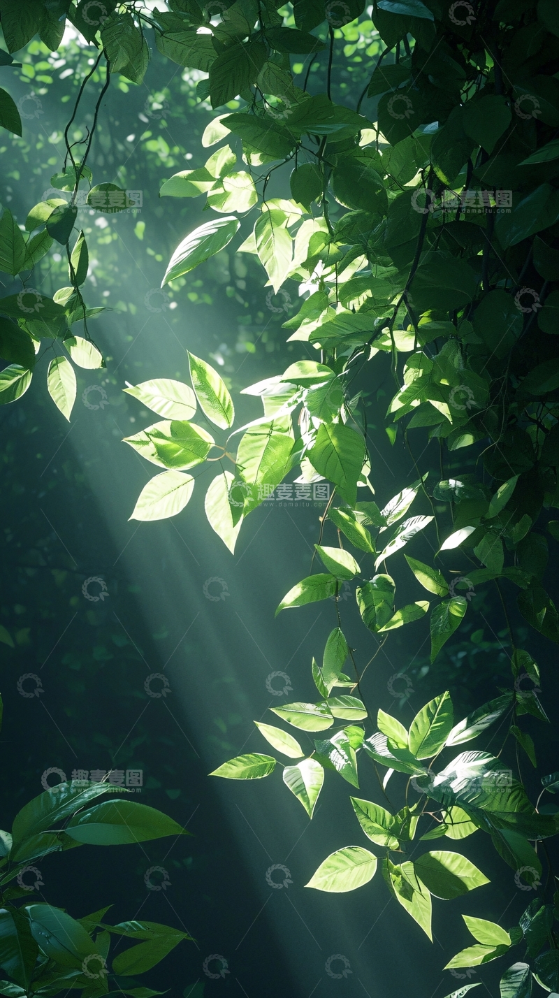 高清大图下载【趣麦麦图】阳光穿透树叶自然风光