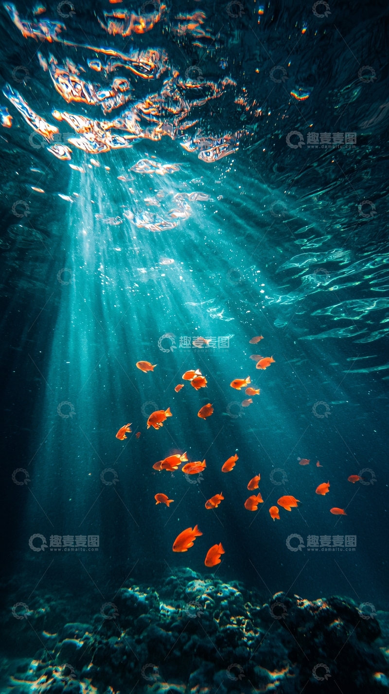 高清大图下载【趣麦麦图】海底阳光下的珊瑚礁鱼群