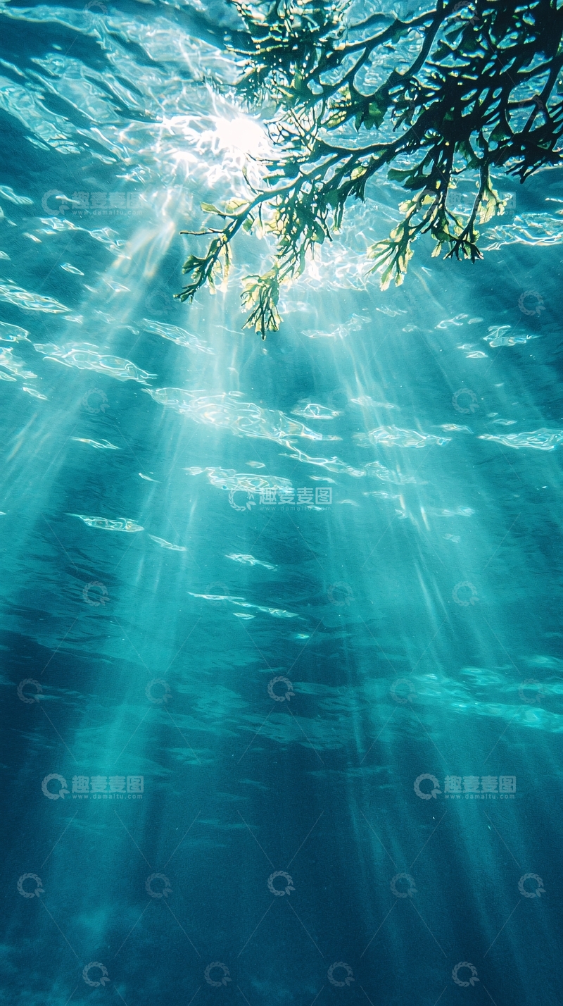 高清大图下载【趣麦麦图】阳光穿透水面下的树枝