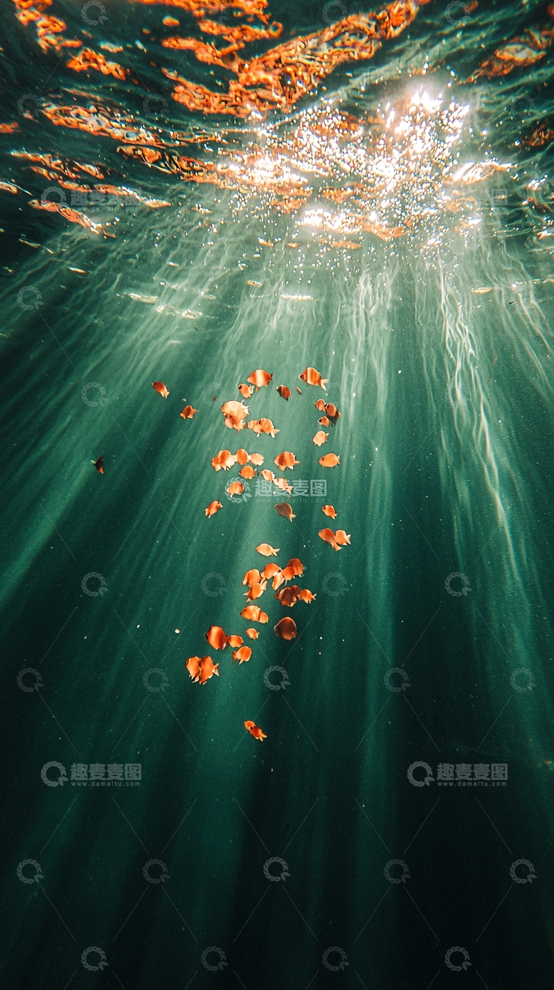 高清大图下载【趣麦麦图】海底阳光下的鱼群