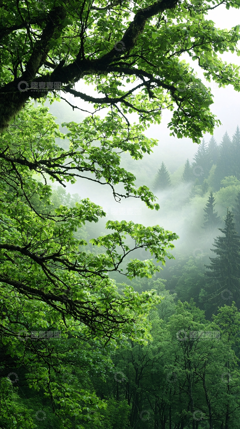 高清大图下载【趣麦麦图】雨后森林雾气缭绕