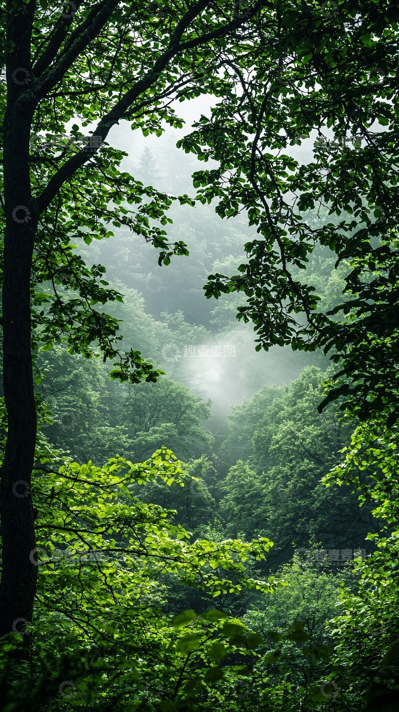 高清大图下载【趣麦麦图】雾中森林自然风光