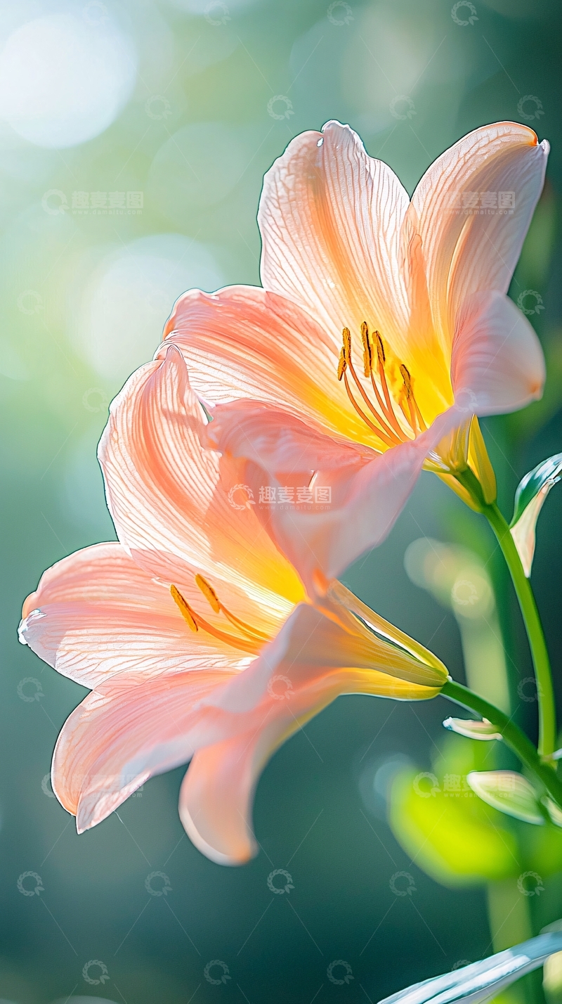 高清大图下载【趣麦麦图】晨光中的粉色百合花