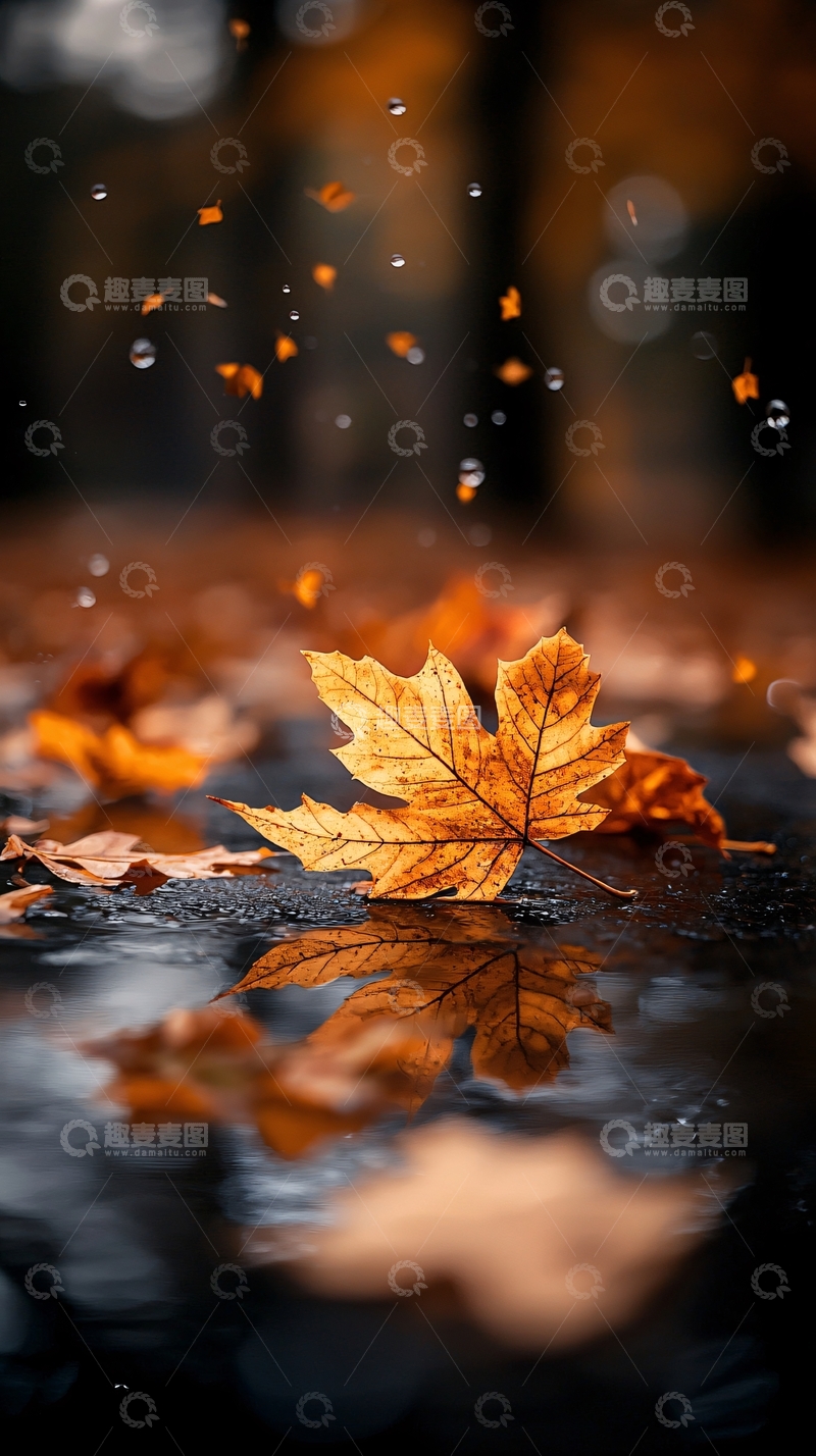 高清大图下载【趣麦麦图】秋叶雨中静谧