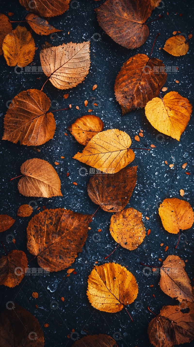 高清大图下载【趣麦麦图】秋叶铺满地面