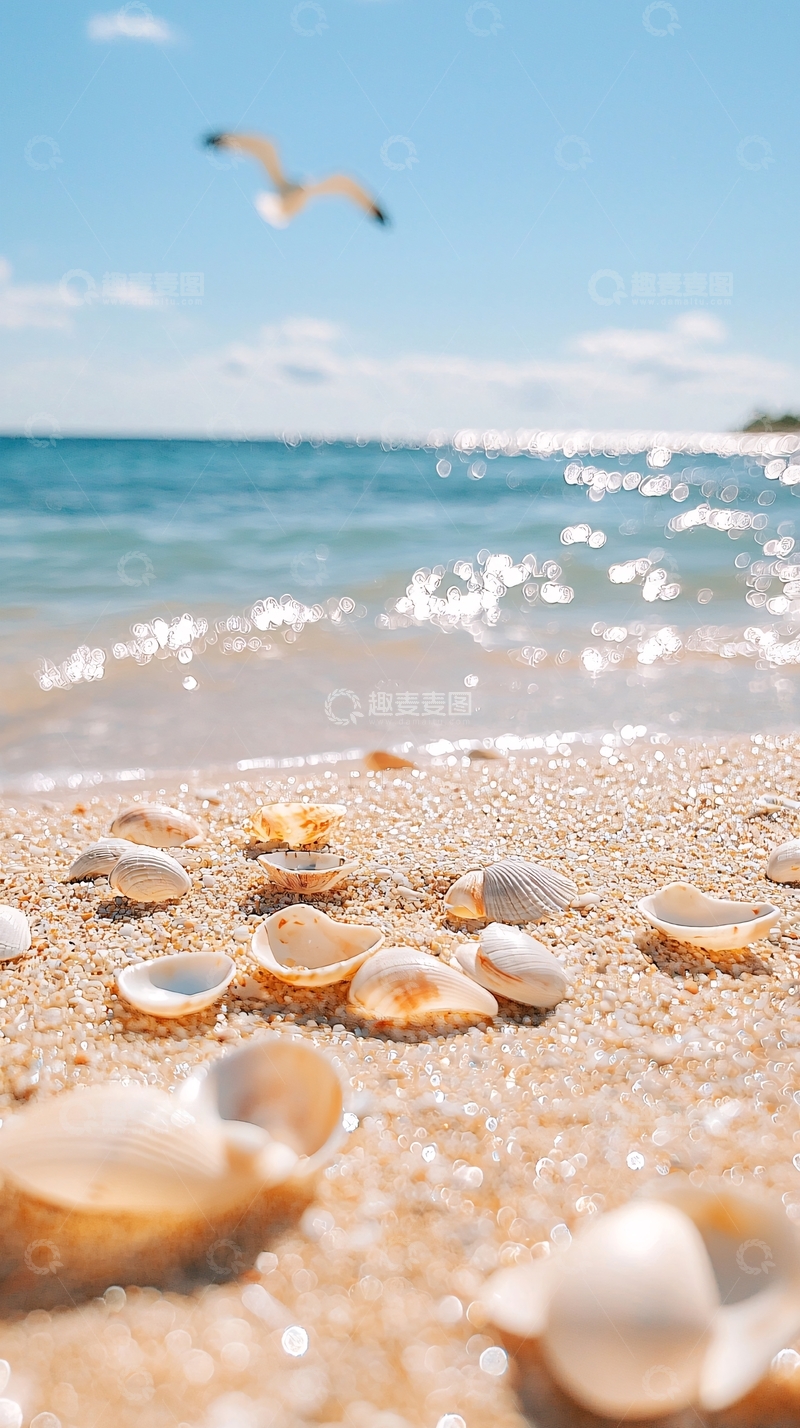 高清大图下载【趣麦麦图】海滩上的贝壳与海鸥