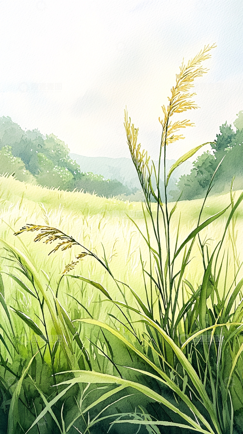 高清大图下载【趣麦麦图】夏日田野中的稻穗