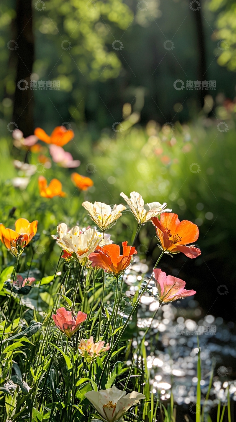 高清大图下载【趣麦麦图】阳光下的野花与溪流