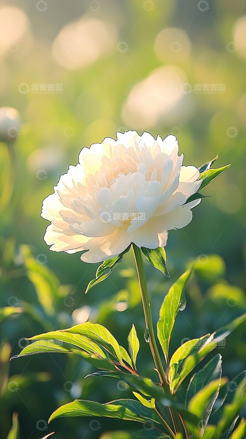 高清大图下载【趣麦麦图】阳光下的白色牡丹花