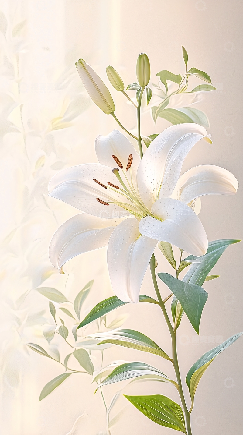 高清大图下载【趣麦麦图】白色百合花插画背景
