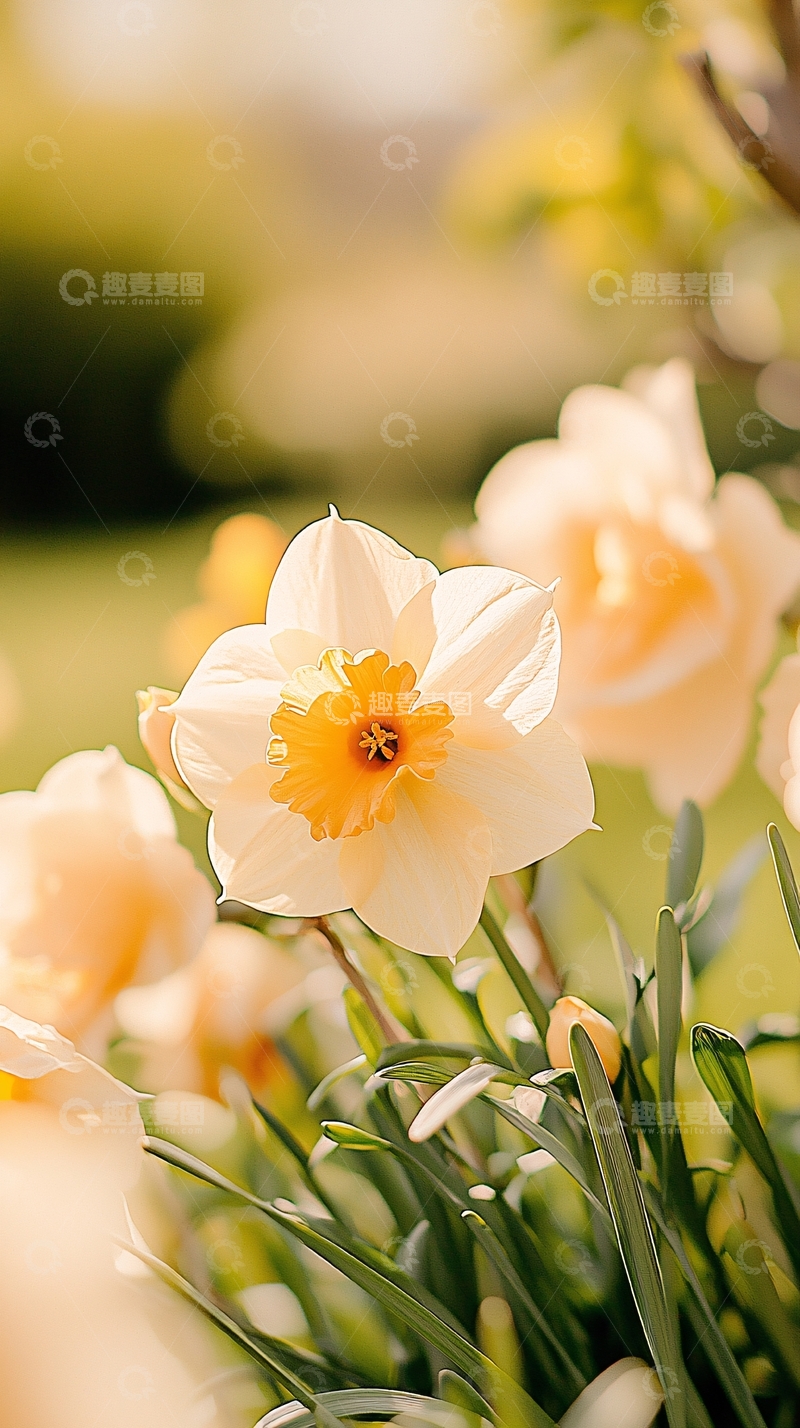 高清大图下载【趣麦麦图】春日阳光下的白色花朵