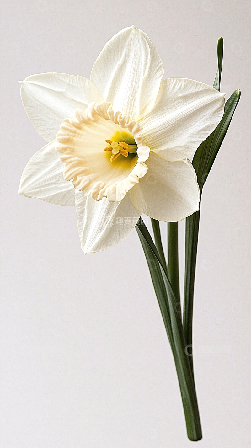 高清大图下载【趣麦麦图】白色水仙花与绿色叶子