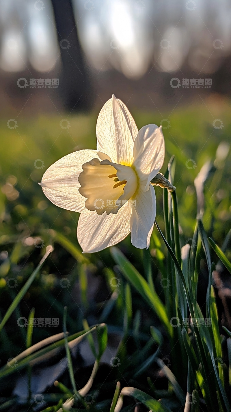 高清大图下载【趣麦麦图】阳光下的白色水仙花