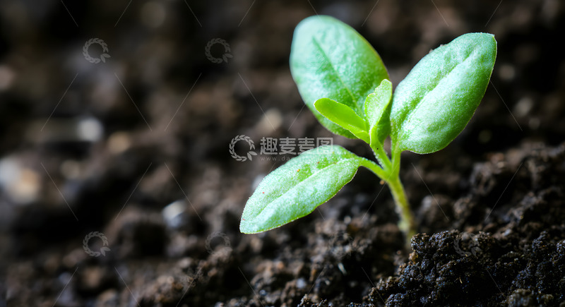 高清大图下载【趣麦麦图】春天破土而出的小树苗4
