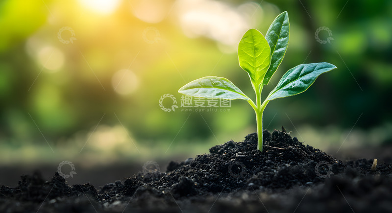 高清大图下载【趣麦麦图】春天破土而出的小树苗1