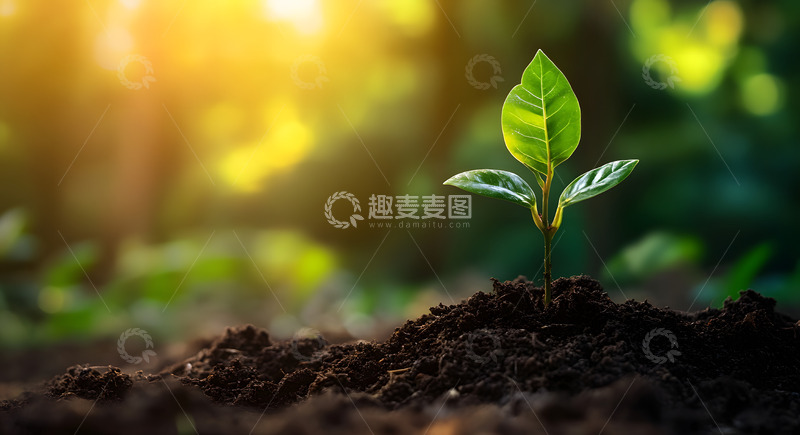 高清大图下载【趣麦麦图】春天破土而出的小树苗3