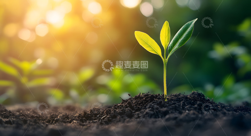 高清大图下载【趣麦麦图】春天破土而出的小树苗2