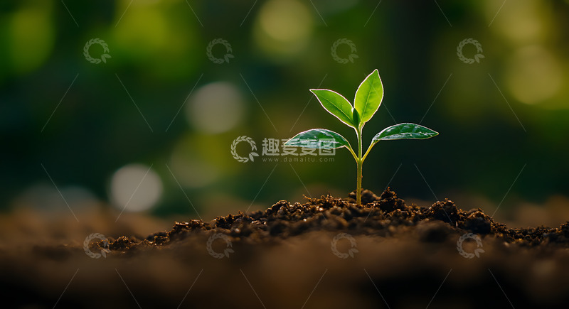 高清大图下载【趣麦麦图】春天破土而出的小树苗