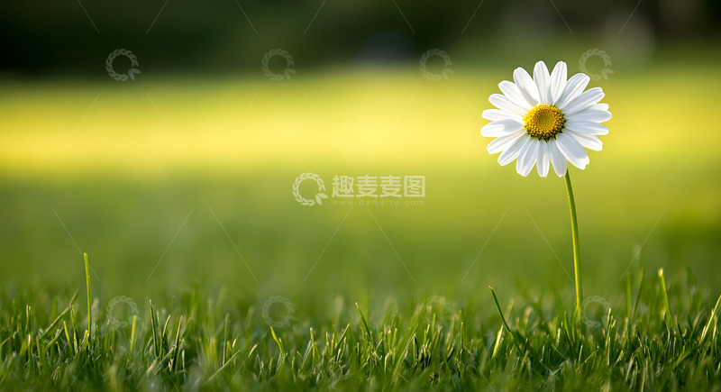 高清大图下载【趣麦麦图】春天草地上的一棵雏菊1