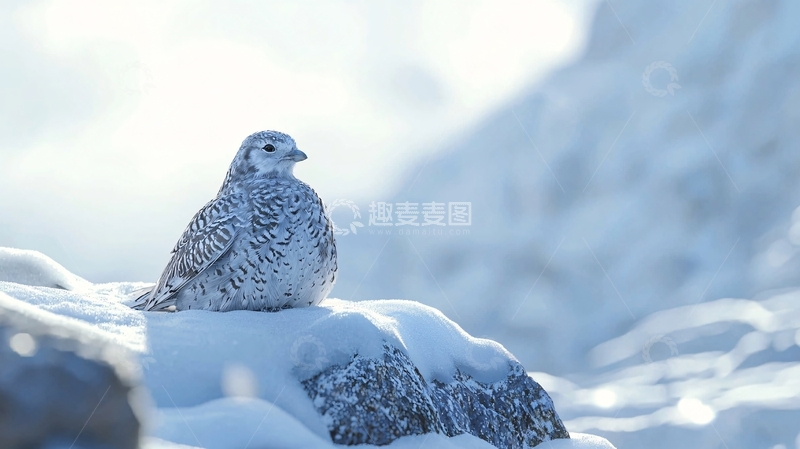 高清大图下载【趣麦麦图】雪地上的鸟儿