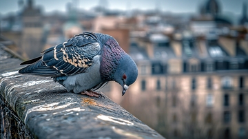 城市屋顶上的鸽子