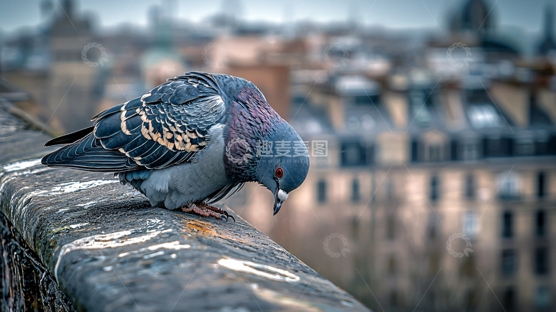 高清大图下载【趣麦麦图】城市屋顶上的鸽子