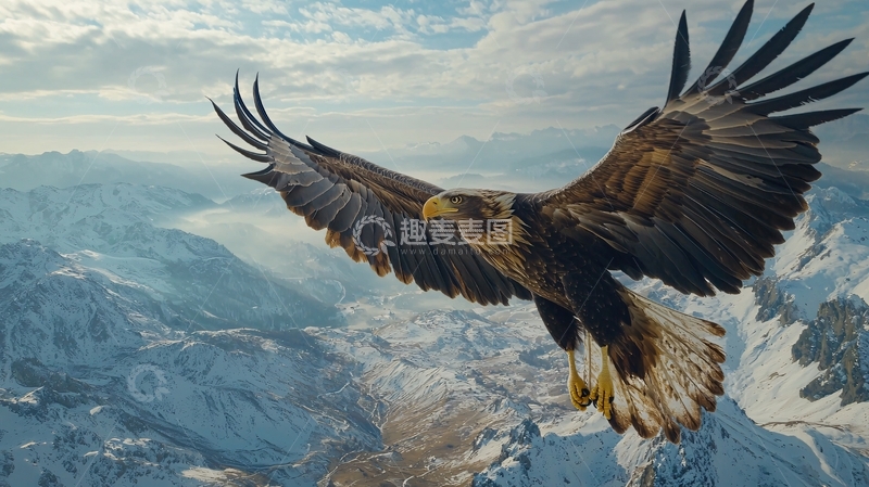 高清大图下载【趣麦麦图】翱翔于雪山之上的雄鹰