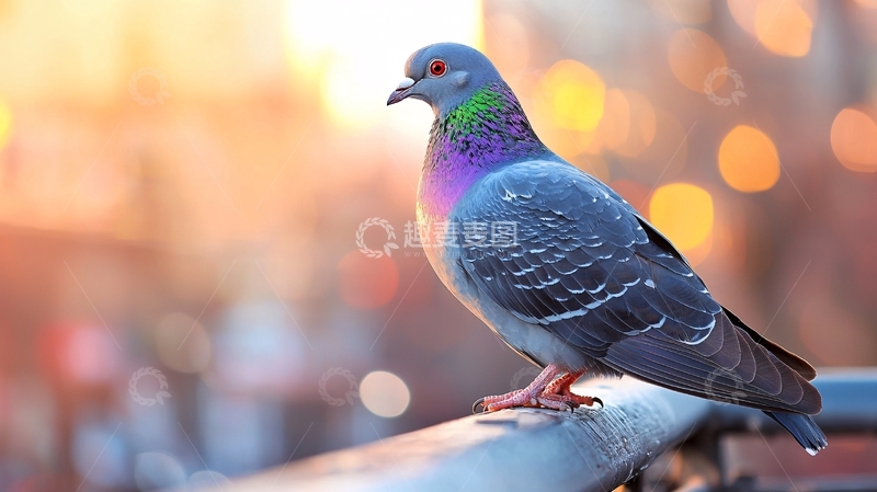 高清大图下载【趣麦麦图】城市黄昏中的彩色鸽子