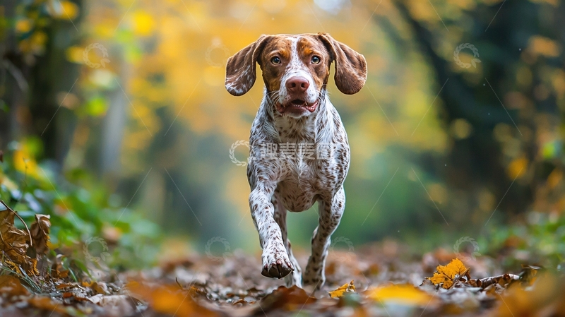 高清大图下载【趣麦麦图】秋日森林中的奔跑猎犬