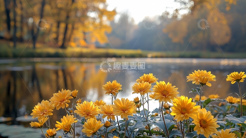 高清大图下载【趣麦麦图】湖畔的野菊花与秋日暖阳