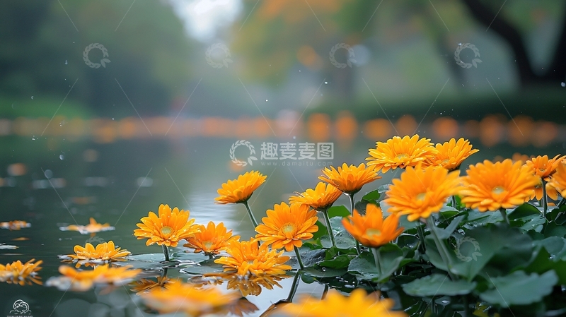 高清大图下载【趣麦麦图】湖畔的黄色菊花与波光粼粼