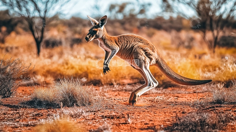 高清大图下载【趣麦麦图】袋鼠跳跃在澳大利亚沙漠