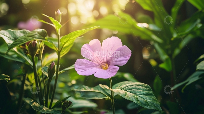 高清大图下载【趣麦麦图】紫色花朵与绿色植物背景