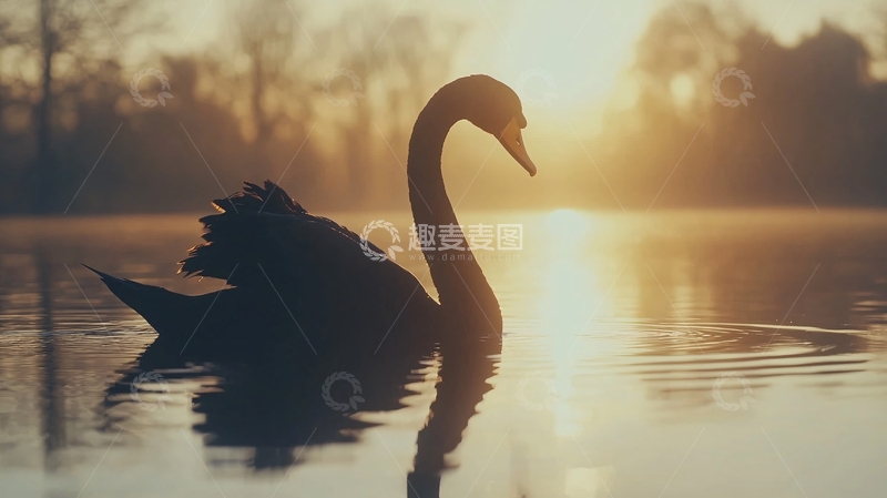 高清大图下载【趣麦麦图】夕阳下的天鹅湖景