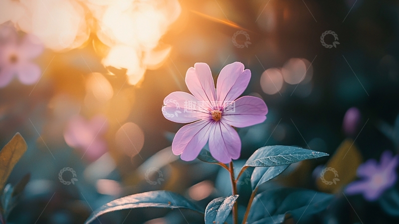 高清大图下载【趣麦麦图】夕阳下的紫色花朵