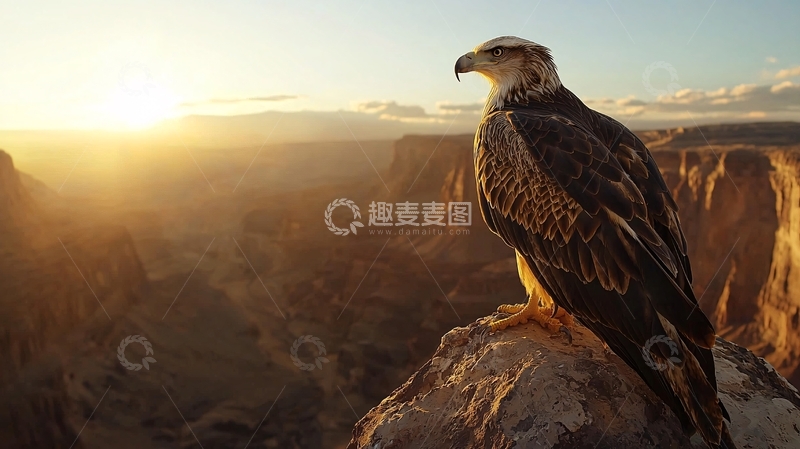 高清大图下载【趣麦麦图】雄鹰日落峡谷风光