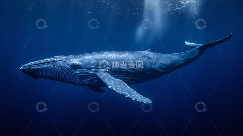 高清大图下载【趣麦麦图】深海蓝鲸游动场景