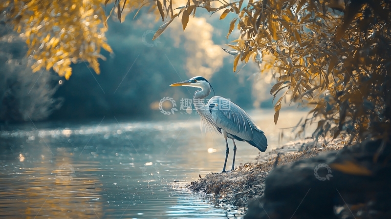 高清大图下载【趣麦麦图】秋日河边的苍鹭