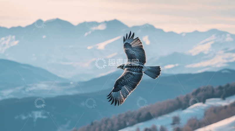 高清大图下载【趣麦麦图】翱翔于雪山之上的雄鹰