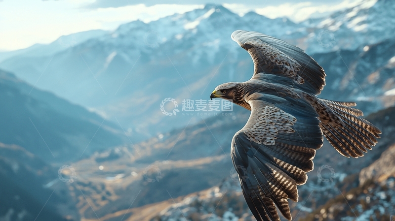 高清大图下载【趣麦麦图】翱翔于雪山之上的雄鹰