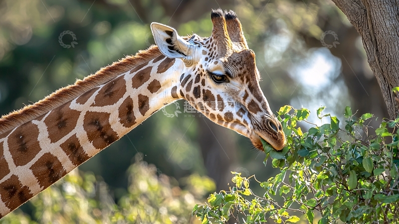 高清大图下载【趣麦麦图】长颈鹿吃树叶自然风光