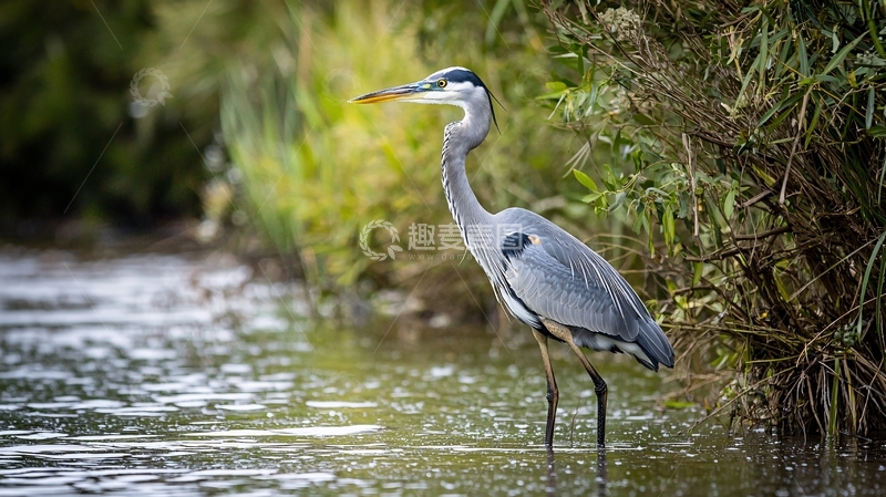高清大图下载【趣麦麦图】灰鹭在水边觅食