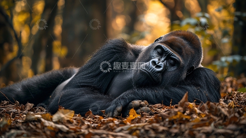 高清大图下载【趣麦麦图】森林中的大猩猩休息场景