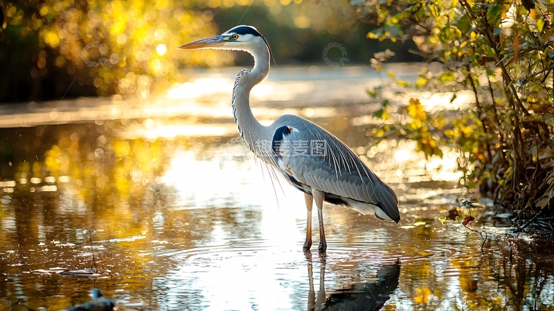 高清大图下载【趣麦麦图】秋日湖畔的苍鹭