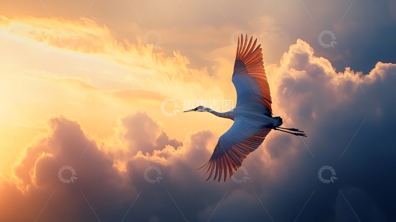 高清大图下载【趣麦麦图】夕阳下的飞鹤